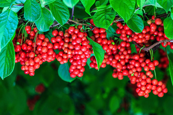 Schisandra Chinensis Extract 