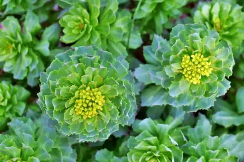Rhodiola Rosea Extract